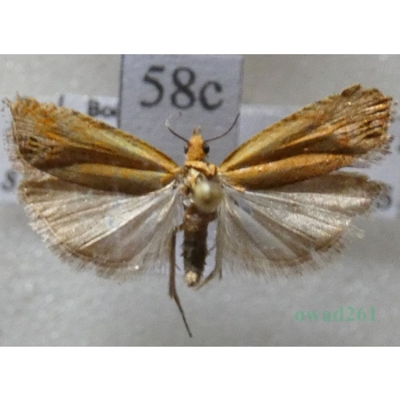 Lathronympha strigana (Fabricius, 1775) Czech58c